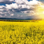 Rapeseed field and sun