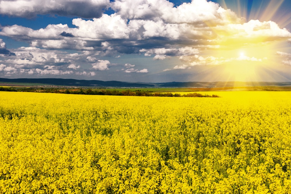 Rapeseed field and sun