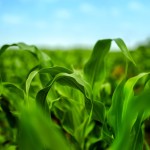 The rapid rise in yields, combined with the outlook for a weak loonie, means corn deserves a close look.