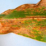 Initial symptoms of tar spot are brownish lesions on the leaves. Black, spore-producing spots appear later, making the leaf feel rough or bumpy.