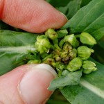 “I had 21 acres as a test plot — I thought we were on top of it, sprayed it four times and I had a third of a tonne of canola.” – Terry Phillips, agronomist and chair, Ontario Canola Growers Association