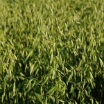 Oats (pictured) and barley will be two crops that enjoy a renaissance in the coming years, thanks to a renewed interest, a revitalized research initiative, and new varieties.