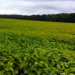 Varieties bred more for Western Canada are opening the door to double-crop soybeans.
