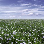 Saskatchewan dominates Prairie flax production, where acreage has more than doubled from its Triffid-reduced level in 2011.