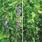 Galega (at left next to alfalfa stand) has shown promise as a forage crop., with some feed values running higher than alfalfa. In addition to its comparable feed values, galega provides quality nectar that's attractive to honeybees.