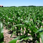 corn field