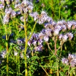 Phacelia is generating more interest among cover crop growers, and sourcing has become less of a hurdle for new users.