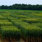 In the chase for varieties best suited to Ontario conditions, the needs of farmers and the seed companies get balanced with those of the processors.
