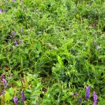Vetch pressure with no pre-plant treatment in soybean.