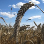 New triticale varieties have reduced awn, which makes them more suitable for swath grazing.
