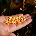 Is this the shape of Prairie grain? Monsanto is betting $100 million on it.