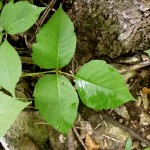 Poison ivy’s compound leaf with three leaflets, with the middle leaflet at the end of a long petiole.