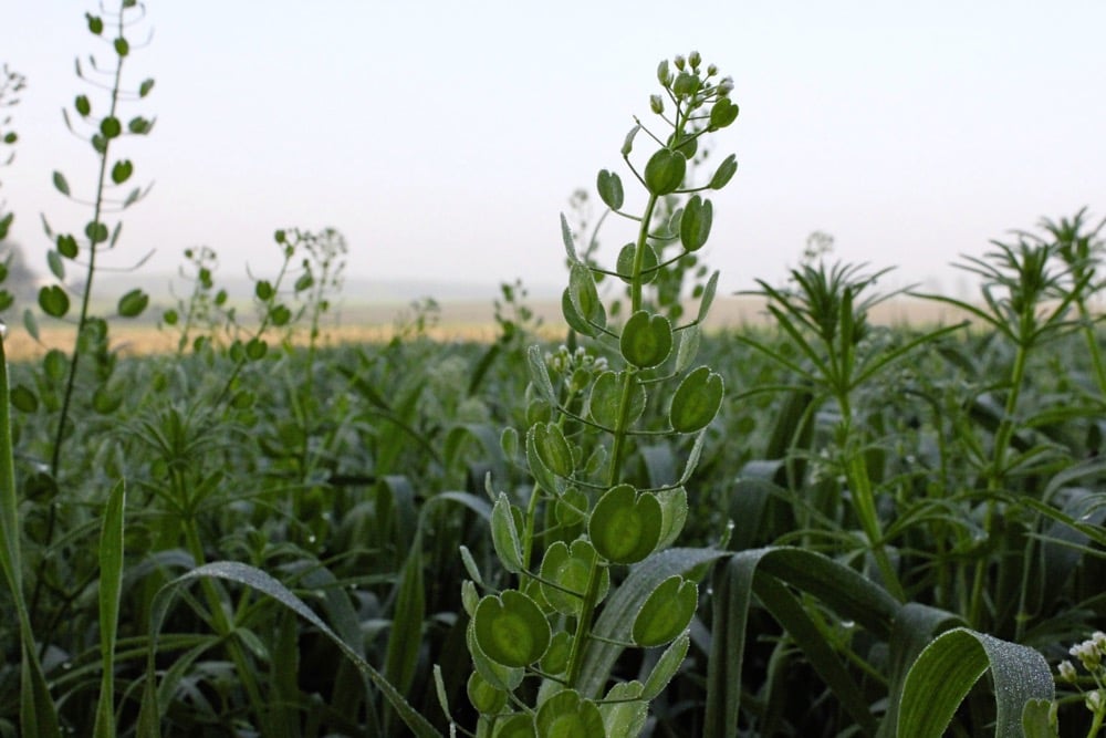 Stinkweed with the “penny-shaped” seed pods in a field of wheat.