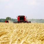 Growers need to return wheat to its million-acre scale to help with diseases like fusarium, as well as quality issues.