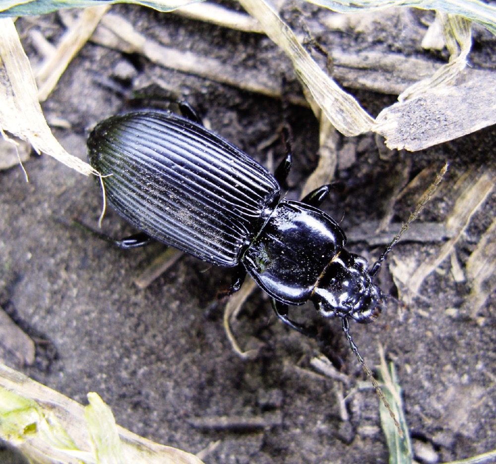 Ground beetles can consume caterpillars, wireworms, maggots, ants, aphids and slugs.