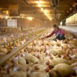 Maggie Van Camp in the family chicken barn.