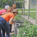 Manitoba Agriculture group honing their weed identification skills before launching the province wide weed survey.