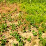 Field horsetail with one of nine different treatments being evaluated in 2016 (left) compared to un-sprayed check (right).