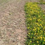 Figure 1. The spring following a fall application of glyphosate (left) compared to no application (right).