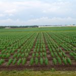 In 2016, Brûlé-Babel and her team tested 25,000 individual lines grown in single-row, one-metre-long plots. For every 75 plots there is a block of five check varieties with known resistance levels.