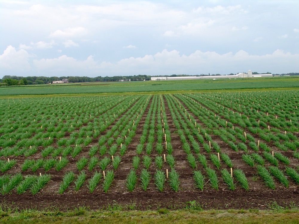 In 2016, Brûlé-Babel and her team tested 25,000 individual lines grown in single-row, one-metre-long plots. For every 75 plots there is a block of five check varieties with known resistance levels.