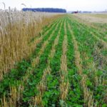 Planting earlier is the easiest way to overcome complaints about not getting that “good catch of clover.”