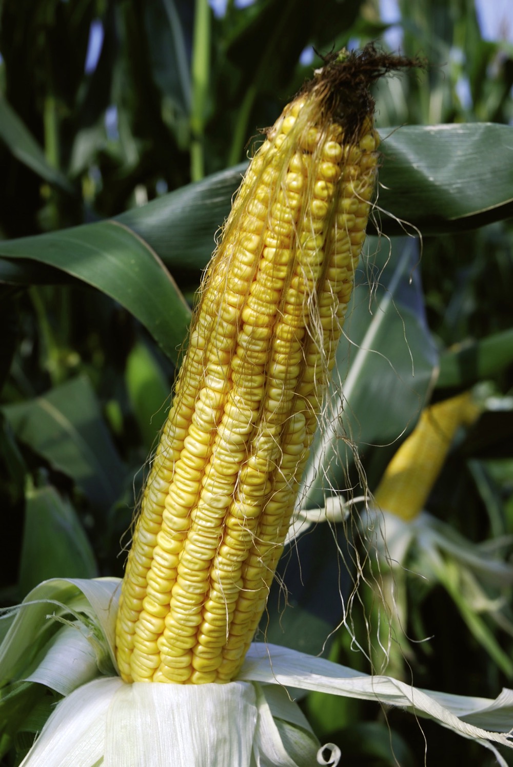 What’s new in corn hybrids