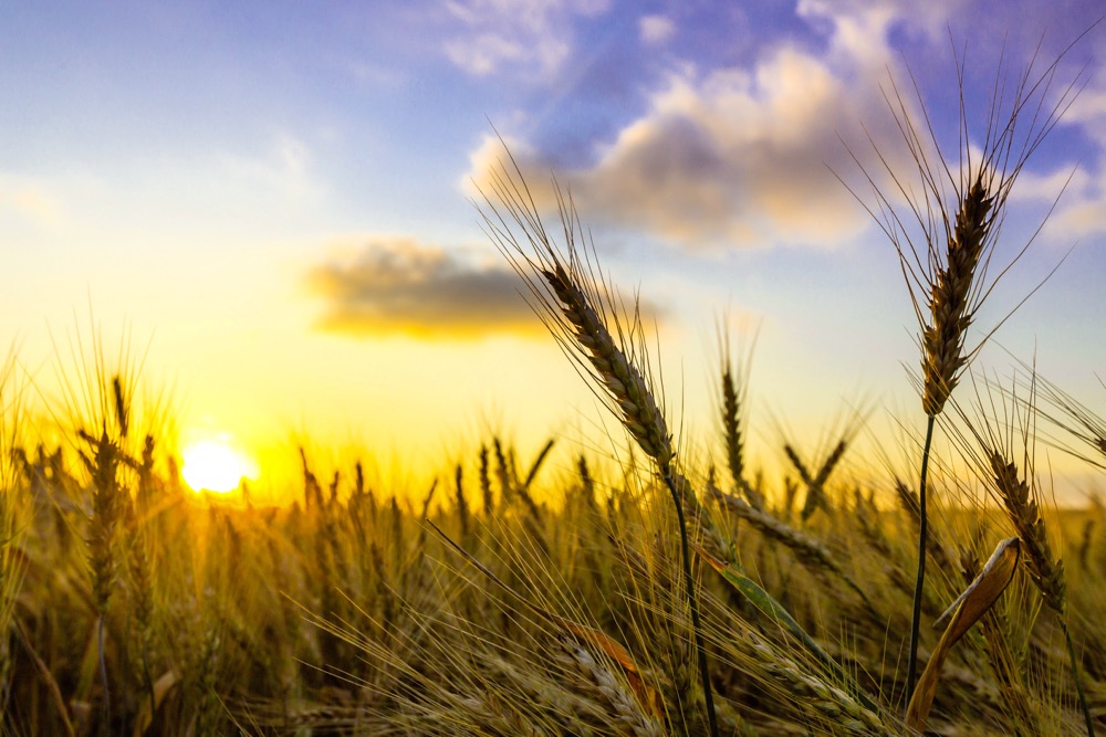 wheat crop at sunrise