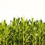 Heading into harvest, it’s easy to see all the reasons why the bear market could dominate our winter. But the market is fluid. Nothing ever stays the same forever, especially in corn.
