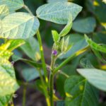 Ideally, flowering should occur at the fifth to sixth trifoliate.