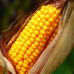 corn