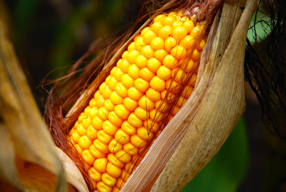 corn