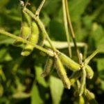 Close up of a soybean plant