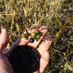 Eastern black nightshade is a weed that seems to hide well, and requires diligent scouting.
