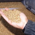Selling your grain at an optional price