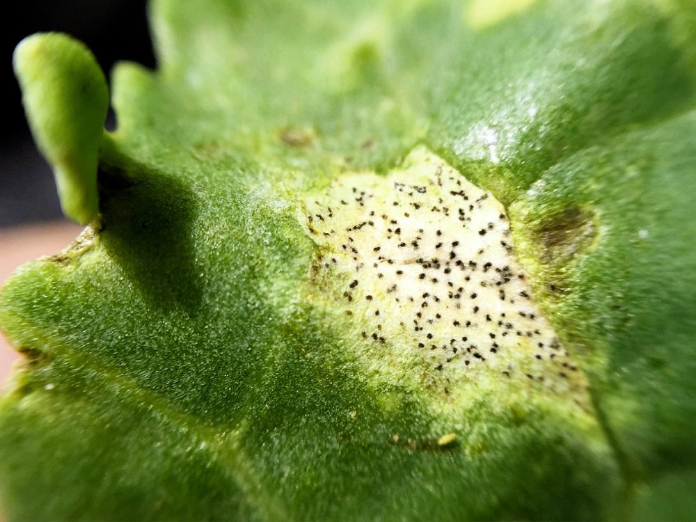 This clipped stem shows how blackleg damages the crown of a canola plant.