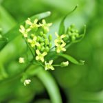 Camelina seed is dense with omega-3 fatty acids and protein.