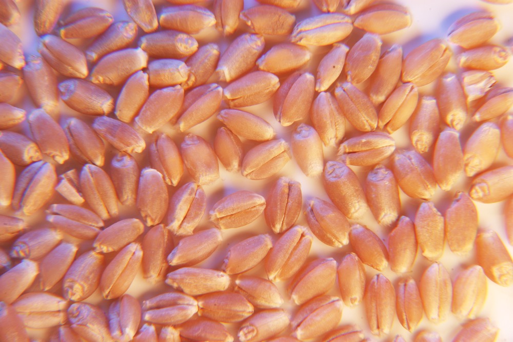 Canadian Western Red Spring (CWRS) wheat.