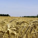 Eastern Ontario producers will benefit from Easton, one of two new hard red spring wheat varieties available for 2017.
