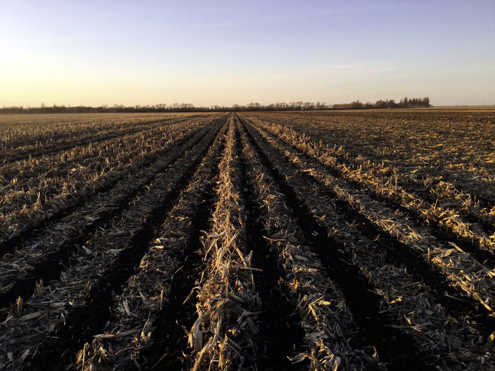 Strips in corn stubble. 