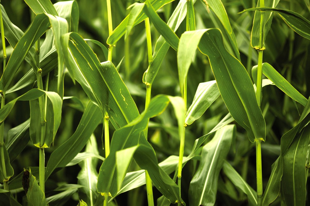 Finding hope in 2017 corn markets