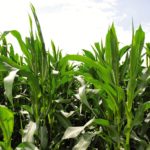 ”It’s sort of an ‘evergreen’ question: is technology slowing down in agriculture?”— Dr. Glenn Fox, University of Guelph