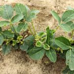 Figure 1. Dicamba drift on a susceptible soybean crop. Symptoms will include cupping of trifoliate leaflets, shortening of internodes and a dark green colour.
