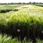 CDC Austenson (centre) with CDC Dolly (left) and Xena (right). Austenson is prized for high yields and test weights and Xena for its good fusarium head blight tolerance.