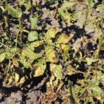 Late blight in potatoes.