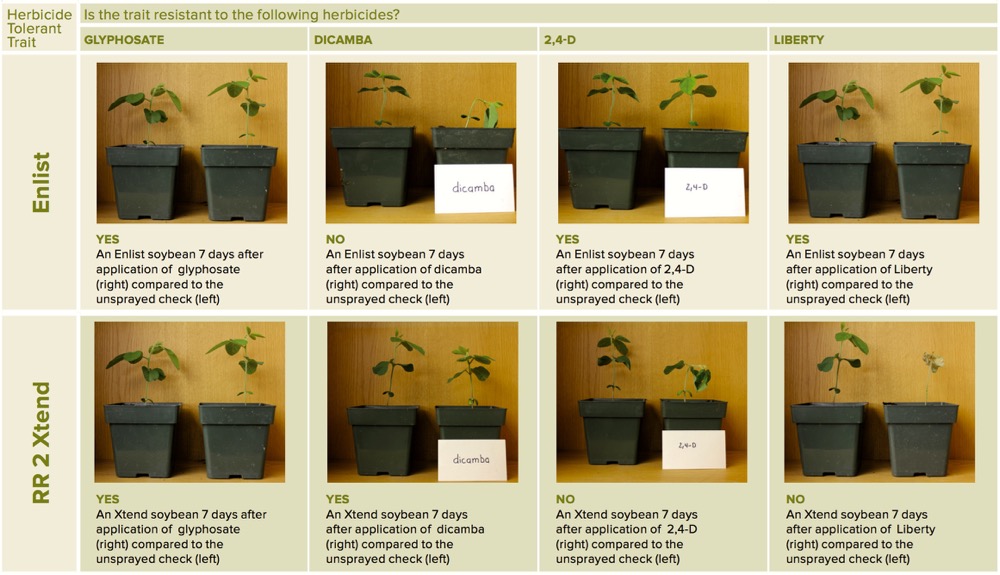Table 1: Enlist and Roundup Ready 2 Xtend soybean response one week after application with glyphosate, dicamba, 2,4-D and Liberty (glufosinate). Note that the plant on the left is the control (unsprayed) while the plant to the right has been sprayed with one of the four herbicides.