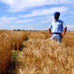 Harpinder Randhawa, spring wheat and triticale breeder with Agriculture and Agri-Food Canada (AAFC) in Lethbridge, stands in a field of soft white spring wheat. He is working on soft white spring varieties with improved resistance to disease and pre-harvest sprouting.
