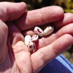 Cranberry beans made up a significant part of the 60,000 acres of coloured beans harvested in Ontario in 2016.