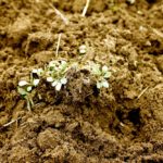 Figure 1: A cluster of small fleabane seedlings where the roots have held the soil together and left a clump of surviving plants.