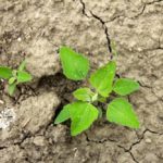 Figure 1: A four-leaf seedling plant with cotyledon leaves beside an eight- to 10-leaf plant that is beyond the susceptible stage for control with most herbicides.